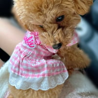 dog wear  ✲pinkbarbie✲