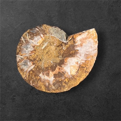 ammonite