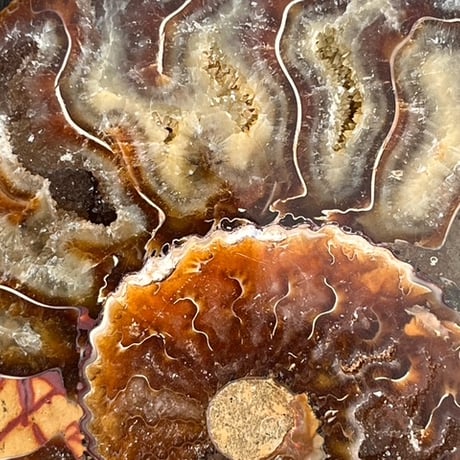 ammonite