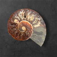 ammonite