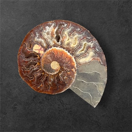ammonite