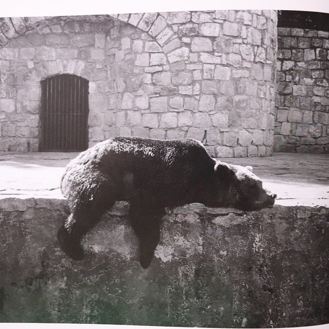橋口譲二　写真集　動物園 動物園 / Zoo - 橋口 譲二 / George Hashiguchi