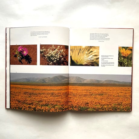 Namaqualand, thirstland in bloom / Chris Jansen