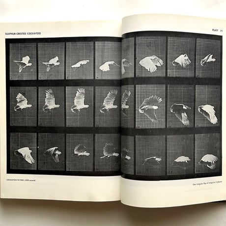Animals in Motion / Eadweard Muybridge
