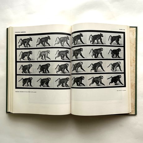 Animals in Motion / Eadweard Muybridge