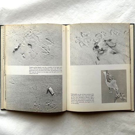 Tracks / E. A. R. Ennion & N. Tinbergen