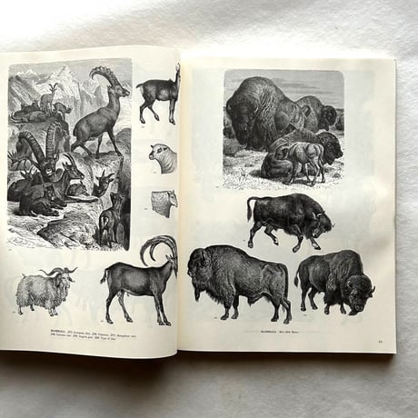 ANIMALS   /  ジム・ハーター.