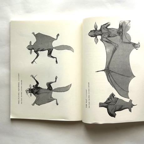 An Atlas of Animal Anatomy for Artists