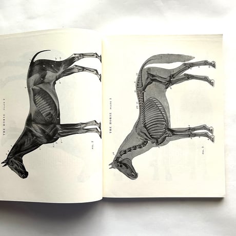 An Atlas of Animal Anatomy for Artists