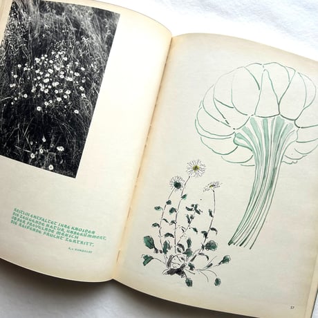 Aus Meiner Gräsermappe / Fritz Kühn フリッツ･クーン