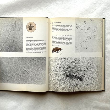 Tracks / E. A. R. Ennion & N. Tinbergen