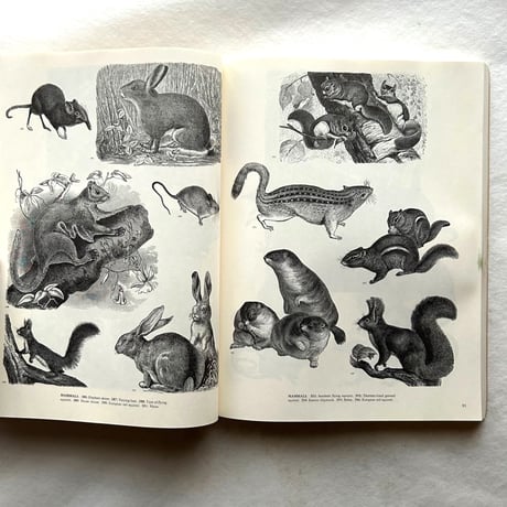 ANIMALS   /  ジム・ハーター.