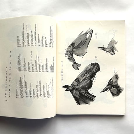 An Atlas of Animal Anatomy for Artists