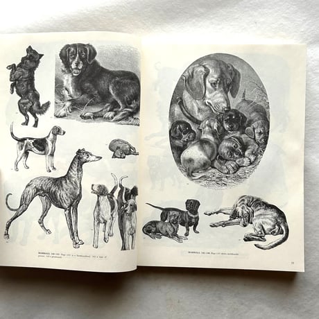 ANIMALS   /  ジム・ハーター.