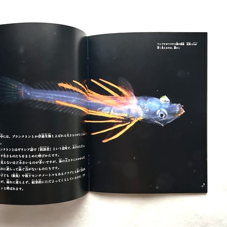 海のかたち　ぼくの見たプランクトン / たくさんのふしぎ391