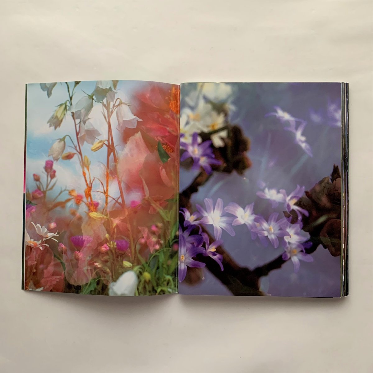 Flowers and Mushrooms / Peter Fischli , David 