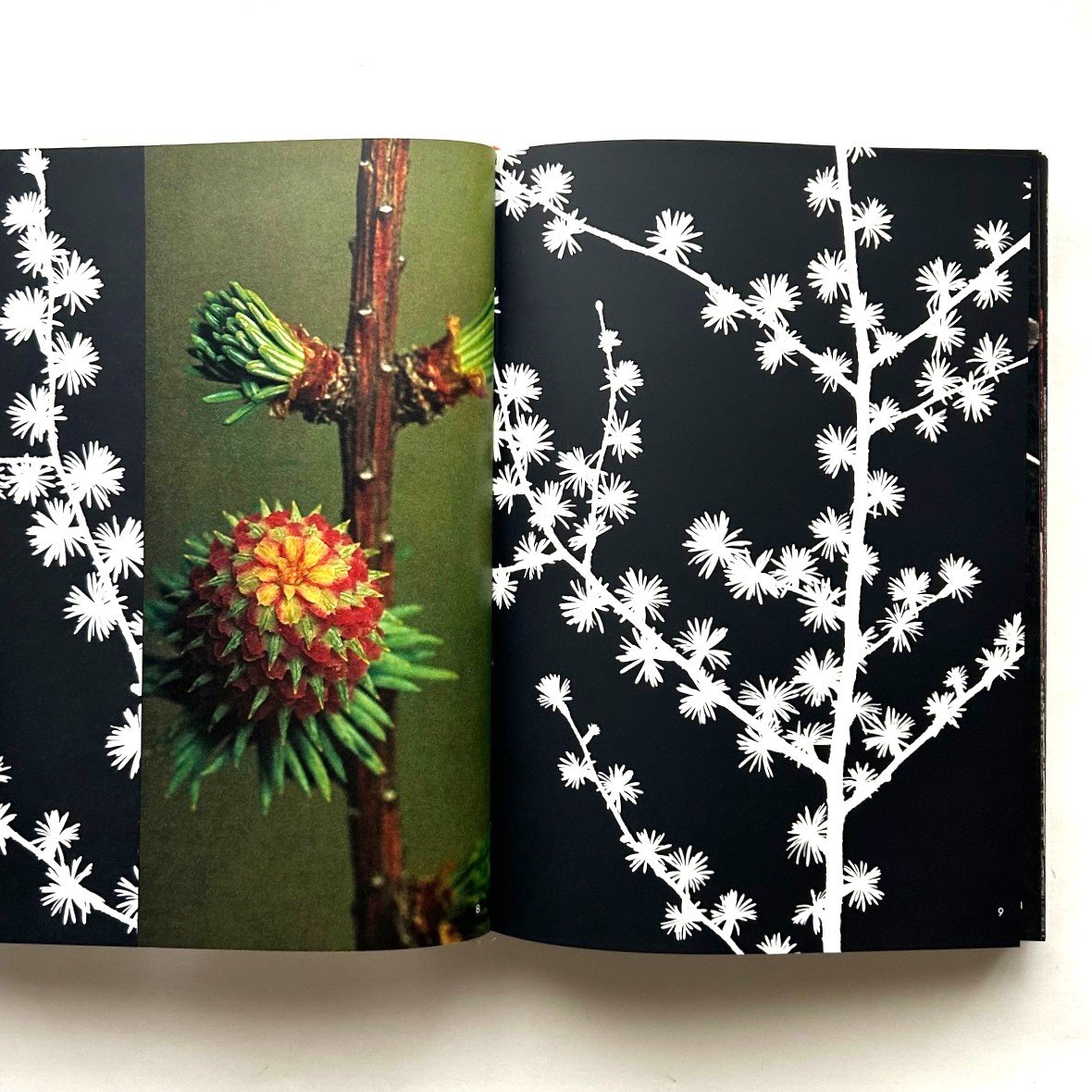 山の意匠 田淵行男写真集 | 本まるさんかくしかく