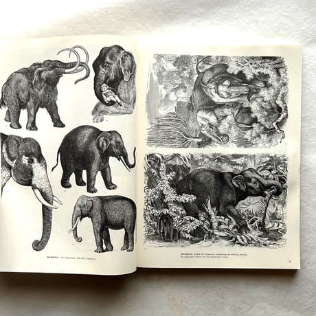 ANIMALS   /  ジム・ハーター.