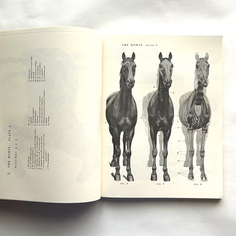 An Atlas of Animal Anatomy for Artists