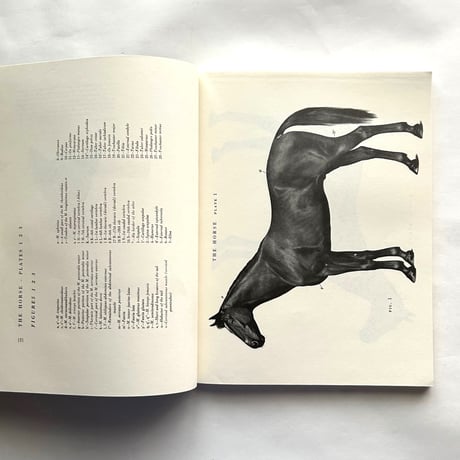An Atlas of Animal Anatomy for Artists