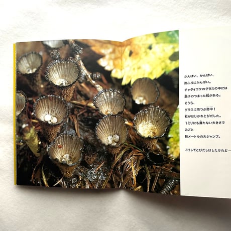 ほら、きのこが…　 / たくさんのふしぎ127