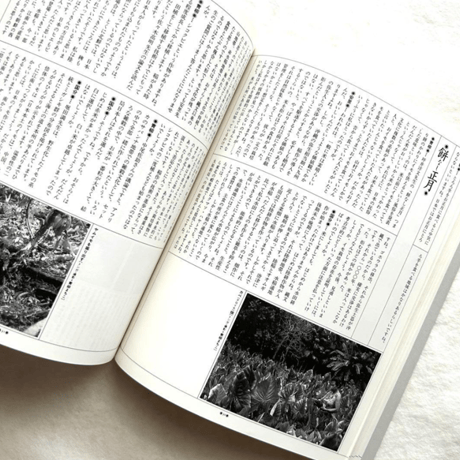 イモ文化再考 / 自然と文化32