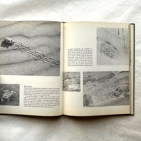 Tracks / E. A. R. Ennion & N. Tinbergen