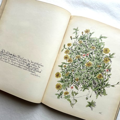 Aus Meiner Gräsermappe / Fritz Kühn フリッツ･クーン