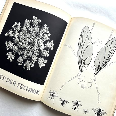 Aus Meiner Gräsermappe / Fritz Kühn フリッツ･クーン