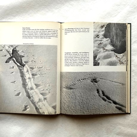 Tracks / E. A. R. Ennion & N. Tinbergen