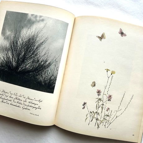 Aus Meiner Gräsermappe / Fritz Kühn フリッツ･クーン