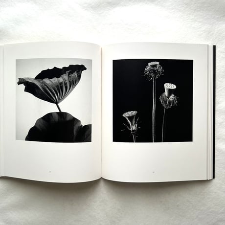 Hana 花 / 石元泰博