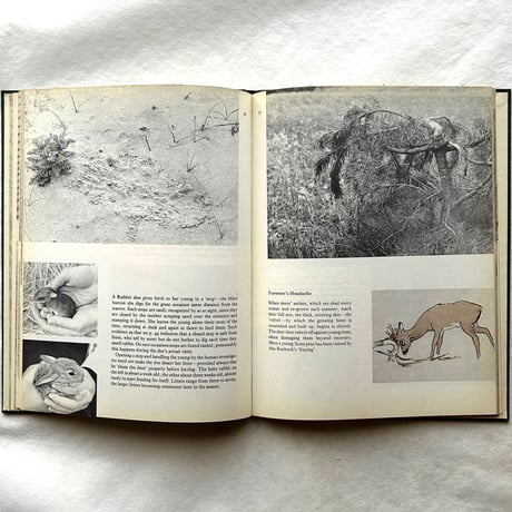 Tracks / E. A. R. Ennion & N. Tinbergen