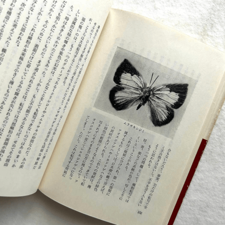 愛蝶記 / 浅田孝二