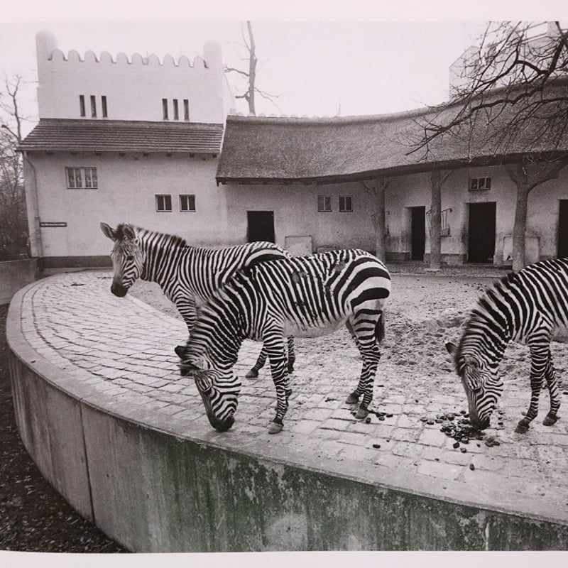 橋口譲二　写真集　動物園 動物園 ZOO 橋口譲二 - 古本買取販売 ハモニカ古書店 建築 美術