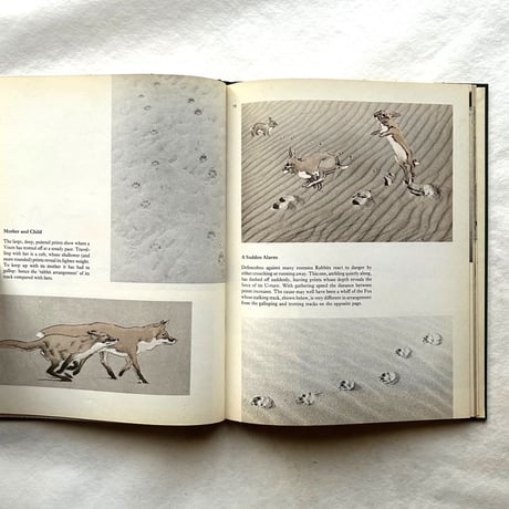 Tracks / E. A. R. Ennion & N. Tinbergen