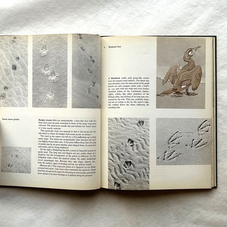 Tracks / E. A. R. Ennion & N. Tinbergen