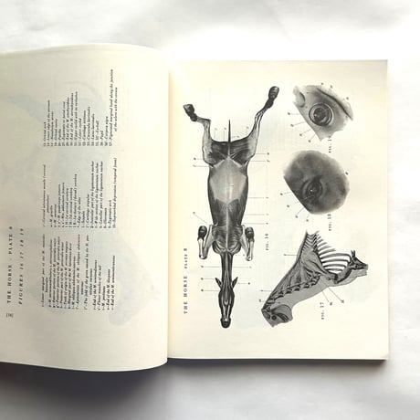 An Atlas of Animal Anatomy for Artists