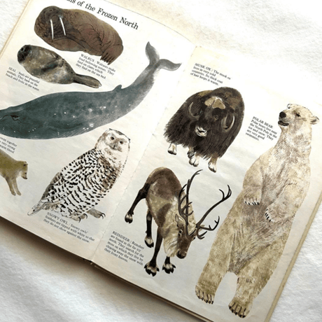 どこにでもいる動物たち / ディアドラ・ディロン、ヴェラ・クロクスフォード