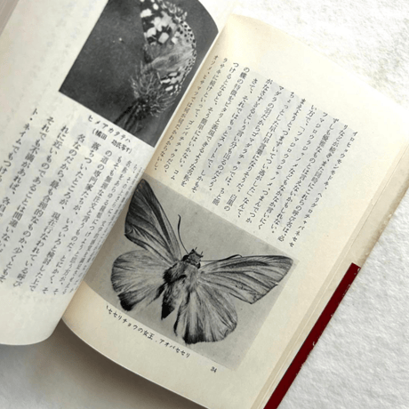 愛蝶記 / 浅田孝二