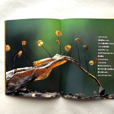 ほら、きのこが…　 / たくさんのふしぎ127