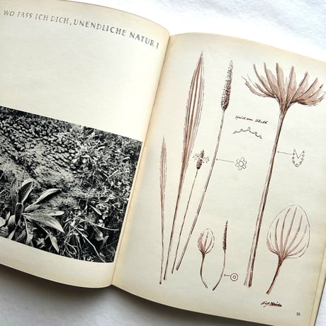 Aus Meiner Gräsermappe / Fritz Kühn フリッツ･クーン