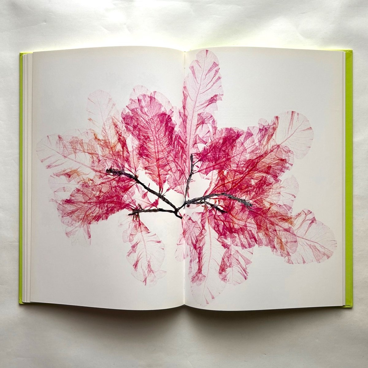 FLORA nick knight 写真集　アート　洋書　インテリア new stock］ Flora / Nick Knight 写真家ニック・ナイトによる花