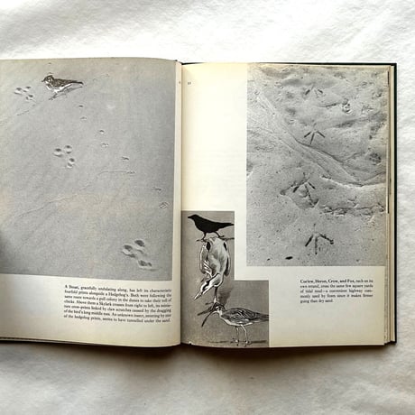 Tracks / E. A. R. Ennion & N. Tinbergen