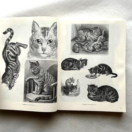 ANIMALS   /  ジム・ハーター.