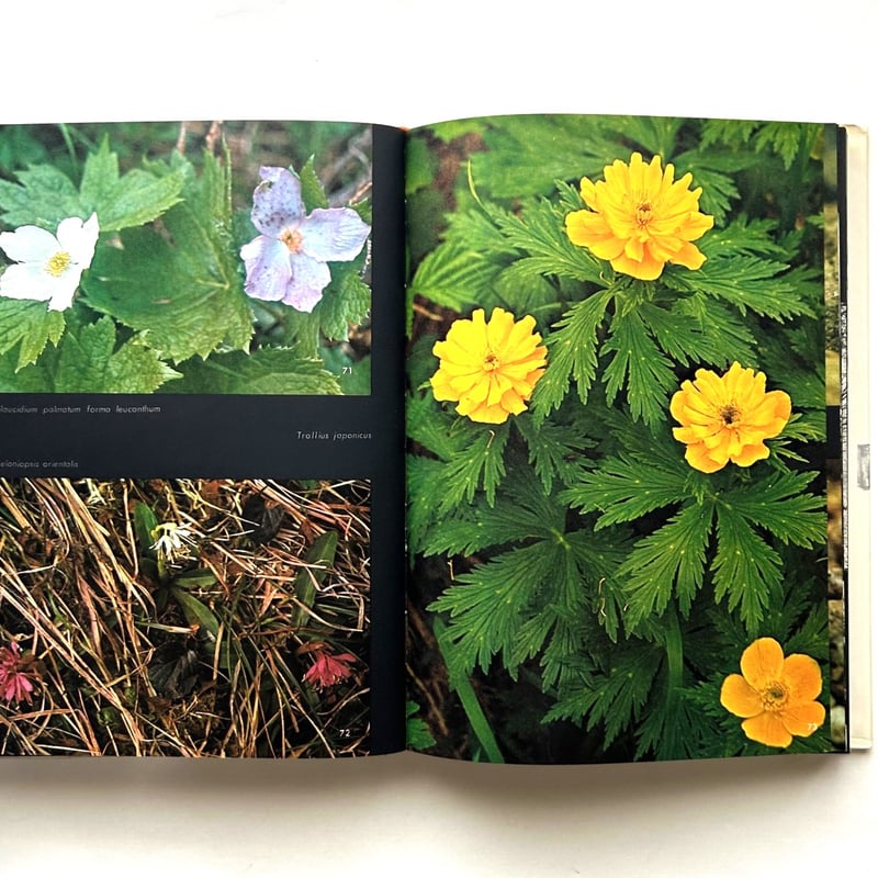 山の意匠 田淵行男写真集 | 本まるさんかくしかく