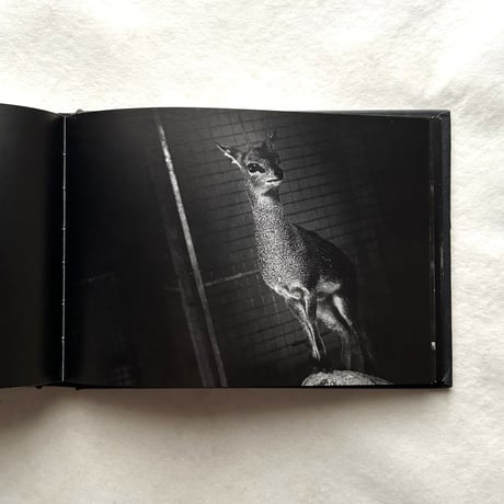 ZOO / ブリッタ・ヤシンスキー