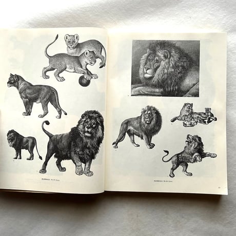 ANIMALS   /  ジム・ハーター.