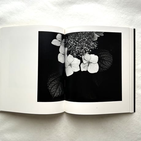 Hana 花 / 石元泰博