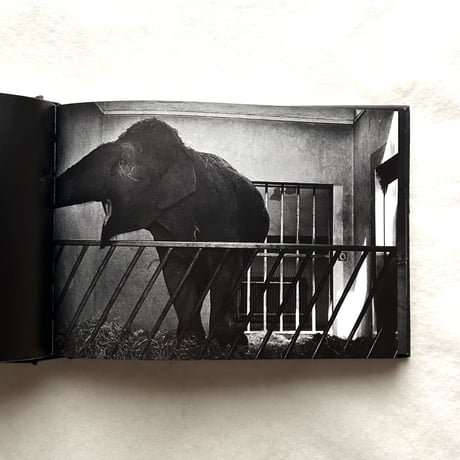 ZOO / ブリッタ・ヤシンスキー